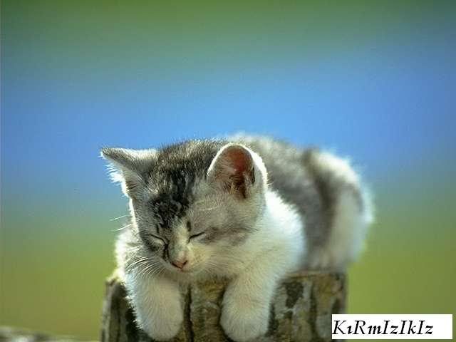 kedi7.jpg