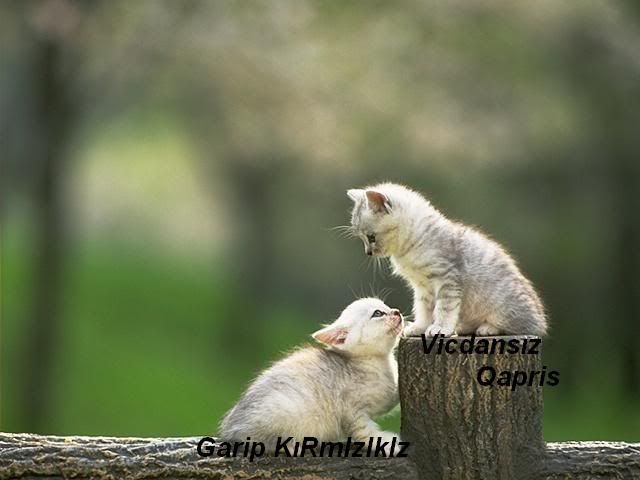 kedi_resimleri14.jpg