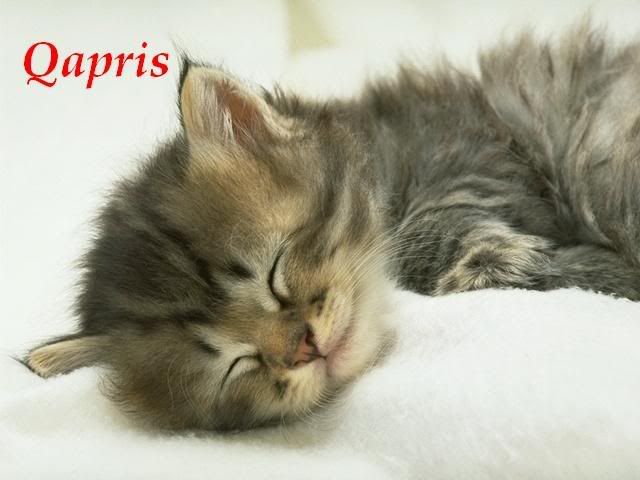 kedi_resimleri16.jpg