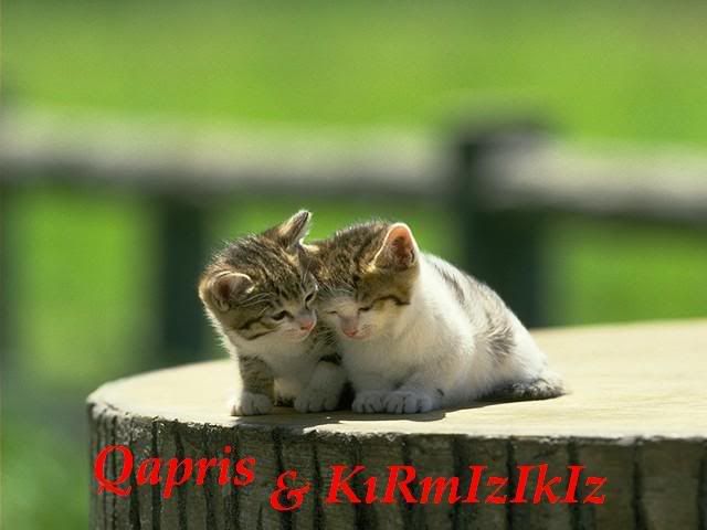 kedi_resimleri2.jpg