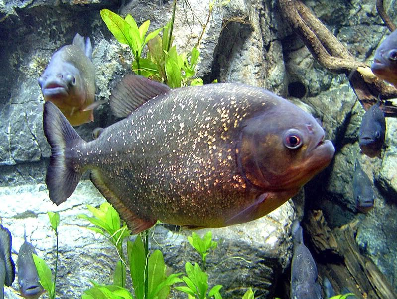 piranha.jpg
