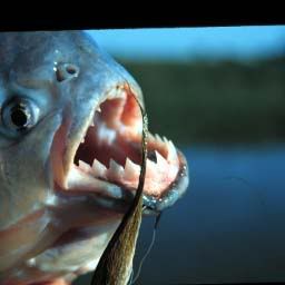 piranha252028229.jpg
