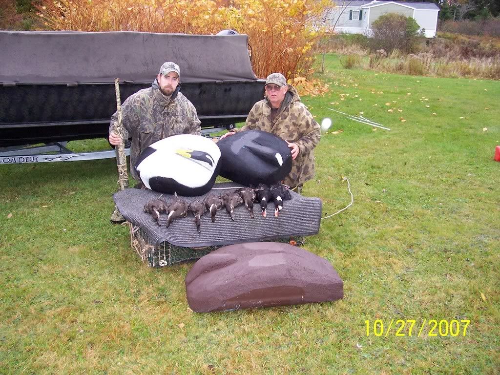 sea duck decoys Maine Duck Hunting