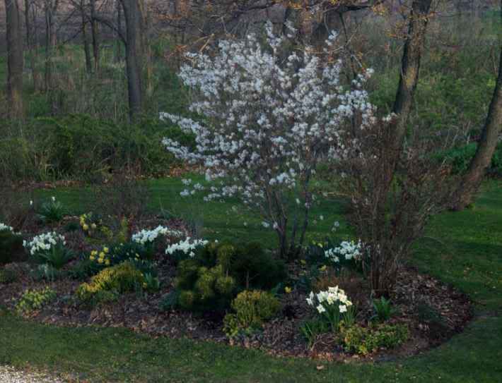 Chinaberry Blooms