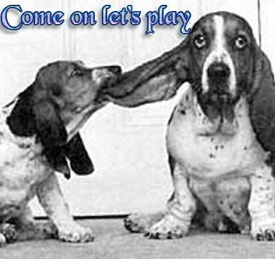 l_b9f38d2b08a06baccc567cc8981c9612.jpg Bassett Hounds image by tinkster25