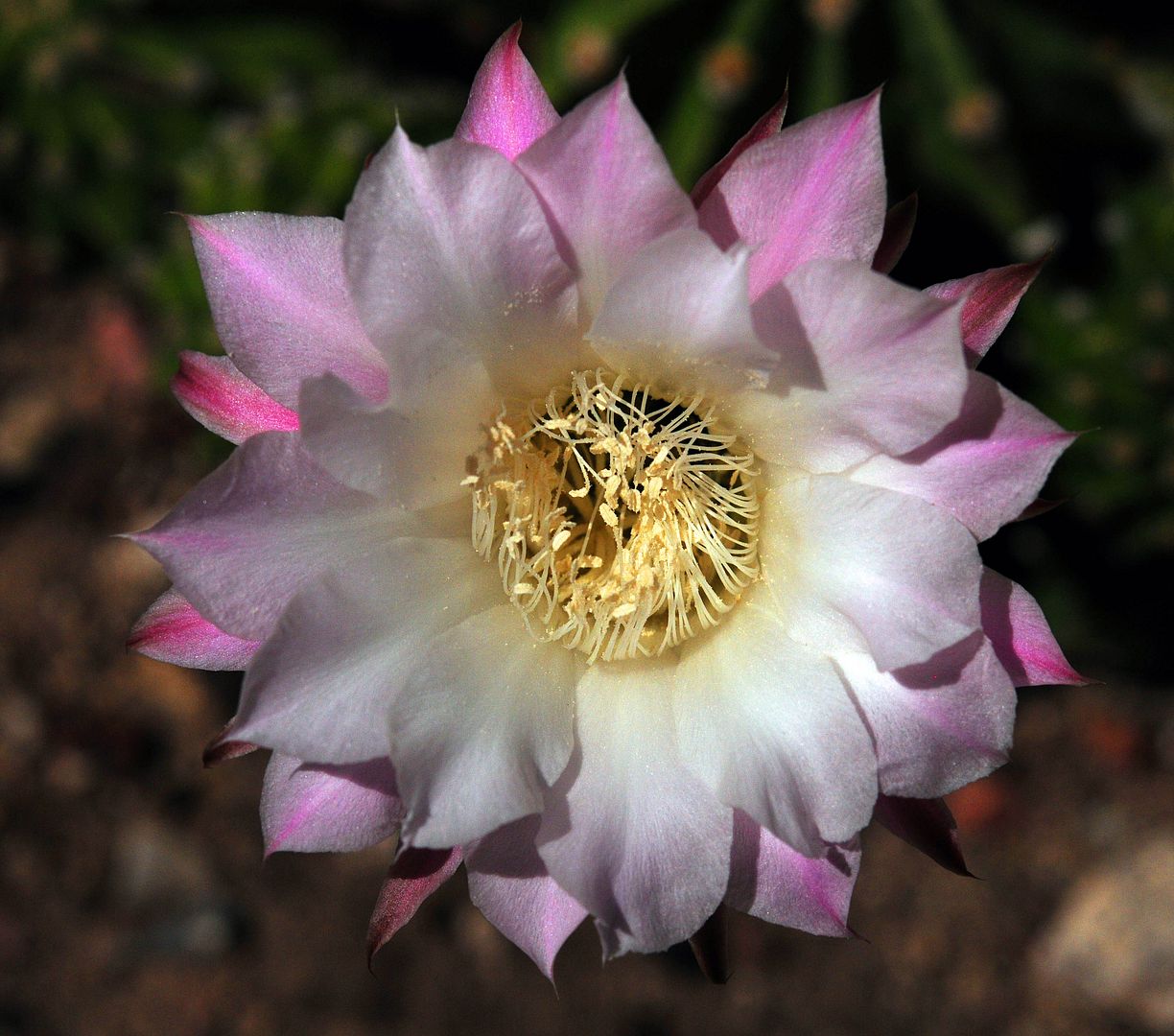 http://en.wikipedia.org/wiki/Cactus