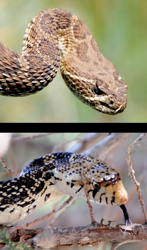 rattlesnake-bull-snake-comparison-graphics-pictures-images-for