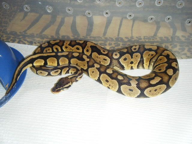 Mocha Ball Python