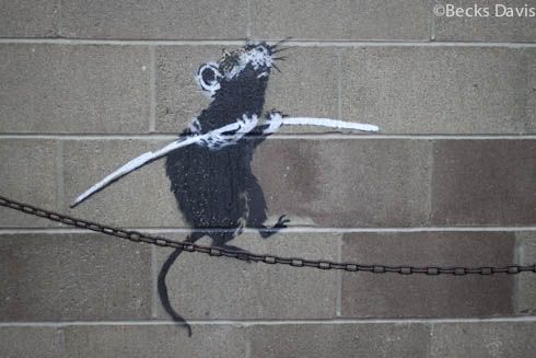 banksy art rat. anksy rat wallpaper. anksy