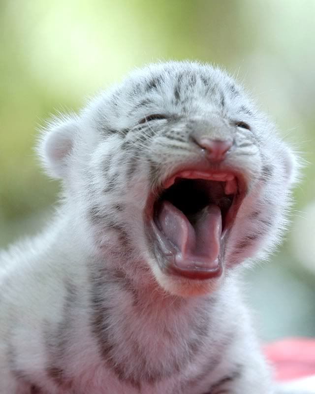 White Tiger Cub Photo by Fireshinen | Photobucket