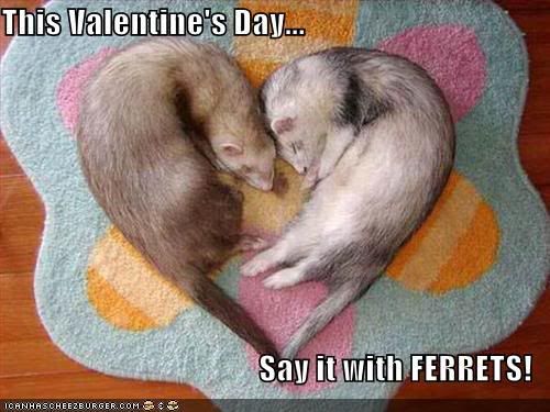 funny-pictures-celebrate-valentines.jpg