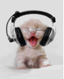cat.gif cat image by nicky-dixon