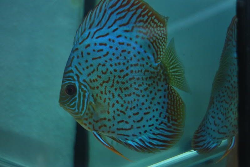 Discus004.jpg