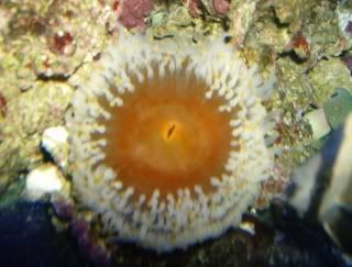 anemone002.jpg