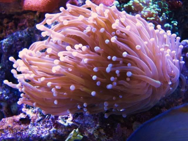 coral002.jpg