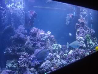 fishtank1021.jpg