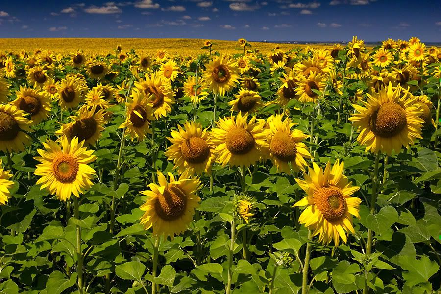 http://i171.photobucket.com/albums/u319/maripavia/sunflowers.jpg