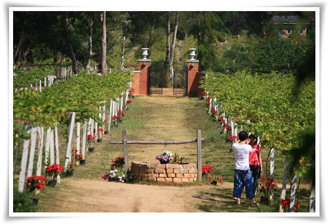 สระบุรี ฟาร์ม ชคชัย เขาใหญ่ 3