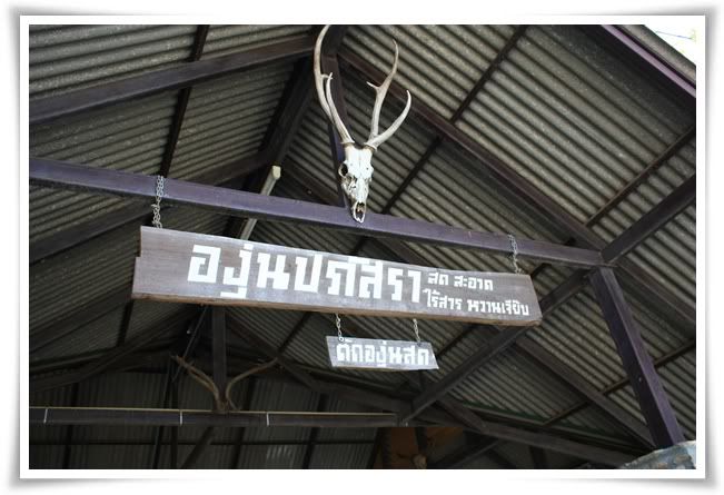 10 12สระบุรี ฟาร์ม ชคชัย เขาใหญ่ 1