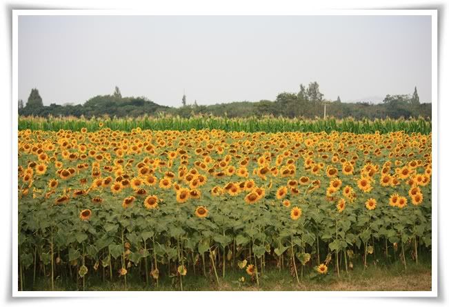 สระบุรี ฟาร์ม ชคชัย เขาใหญ่ 2