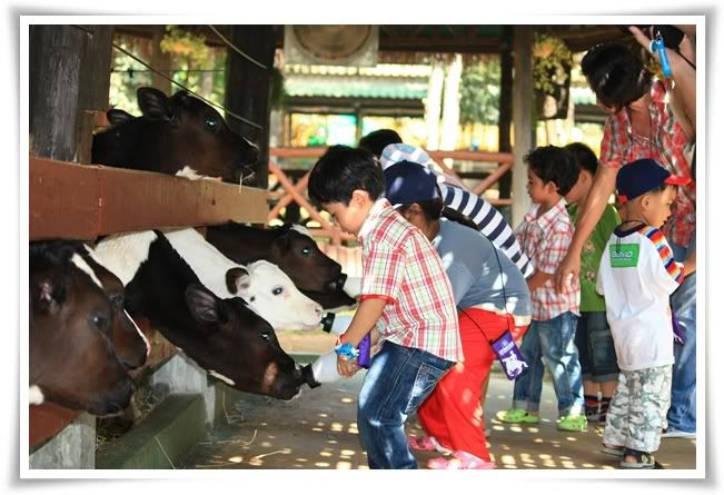 สระบุรี ฟาร์ม ชคชัย เขาใหญ่ 2