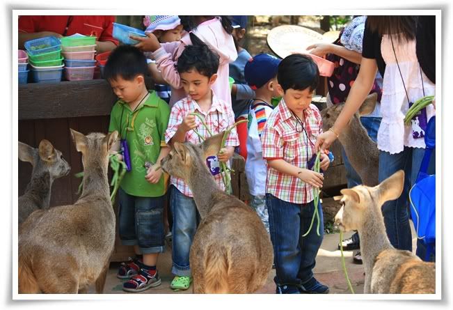 สระบุรี ฟาร์ม ชคชัย เขาใหญ่ 2