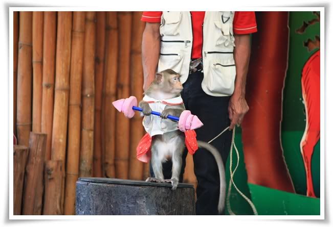 สระบุรี ฟาร์ม ชคชัย เขาใหญ่ 2