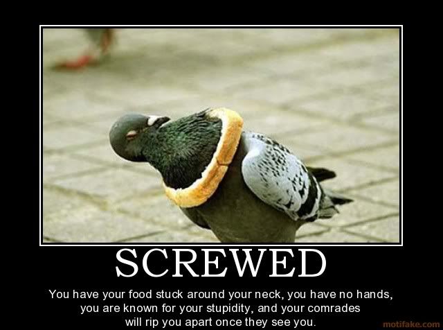 screwed-pigeon-bread-helpless-fail-.jpg