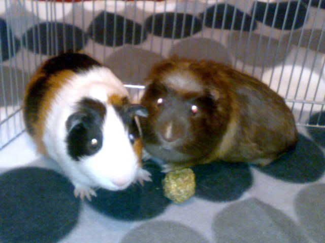 04032008599.jpg