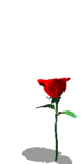 flower.gif
