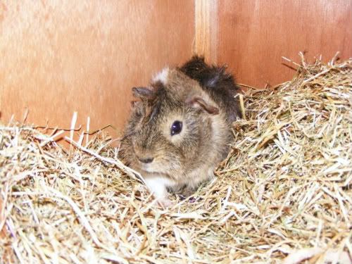 Wilf002-1.jpg