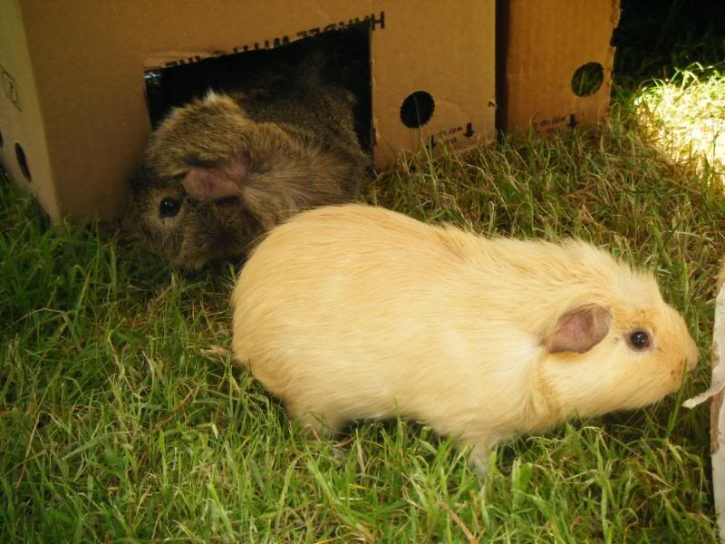 piggiesrun027.jpg
