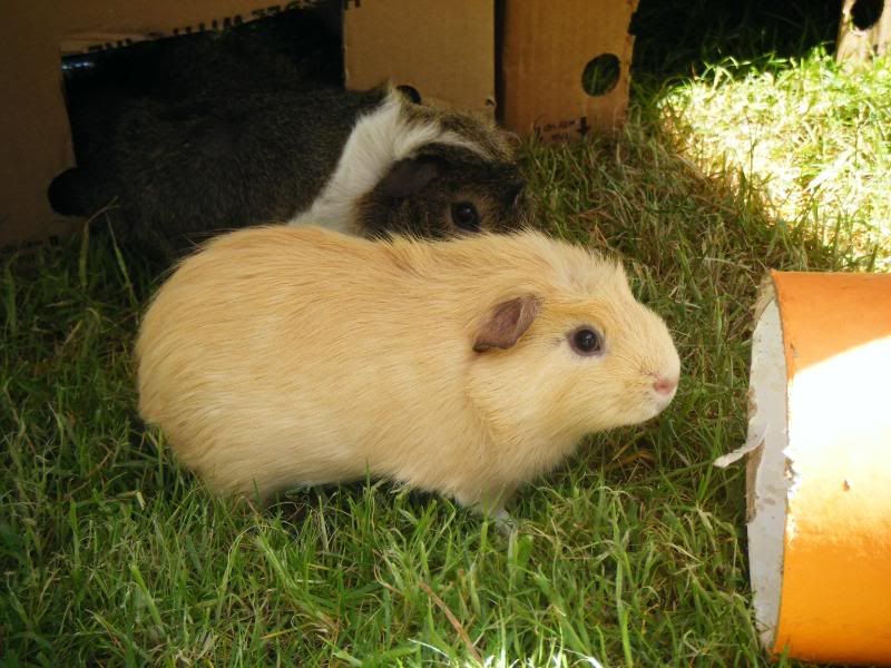 piggiesrun030.jpg