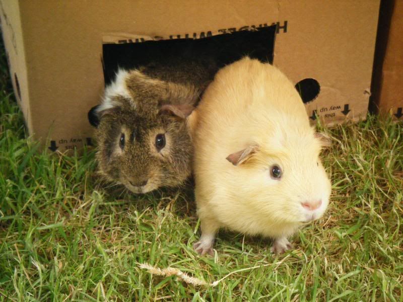 piggiesrun043.jpg