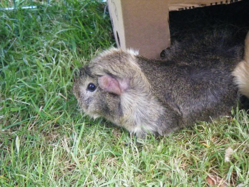 piggiesrun052.jpg