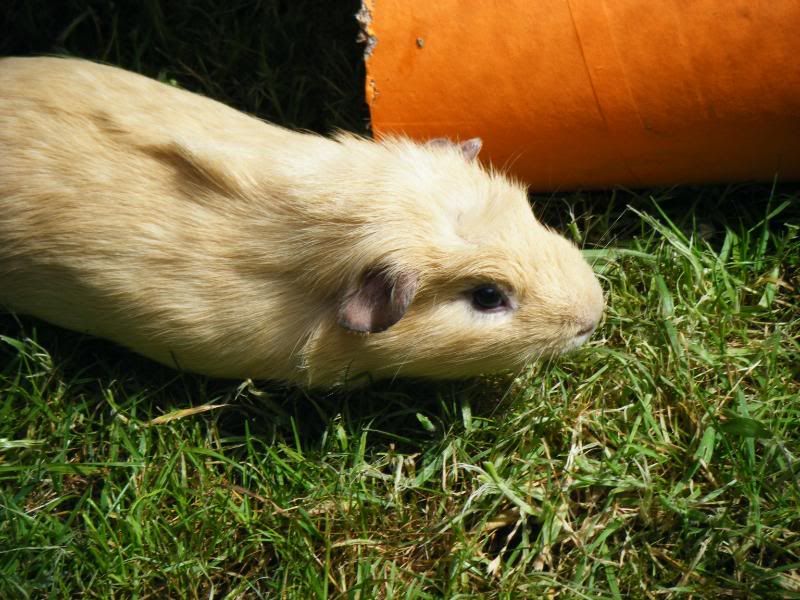 piggiesrun064.jpg