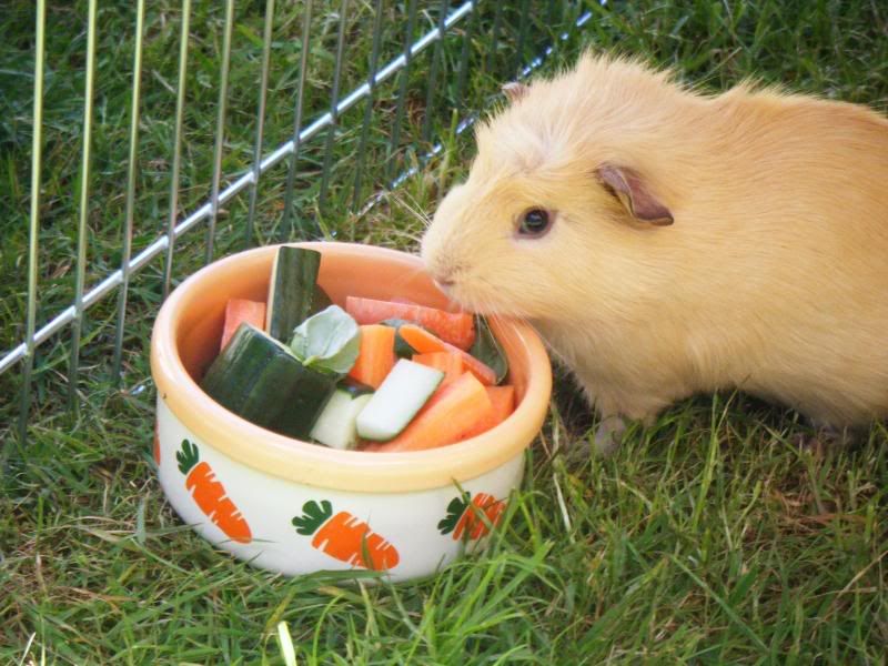 piggiesrun072.jpg