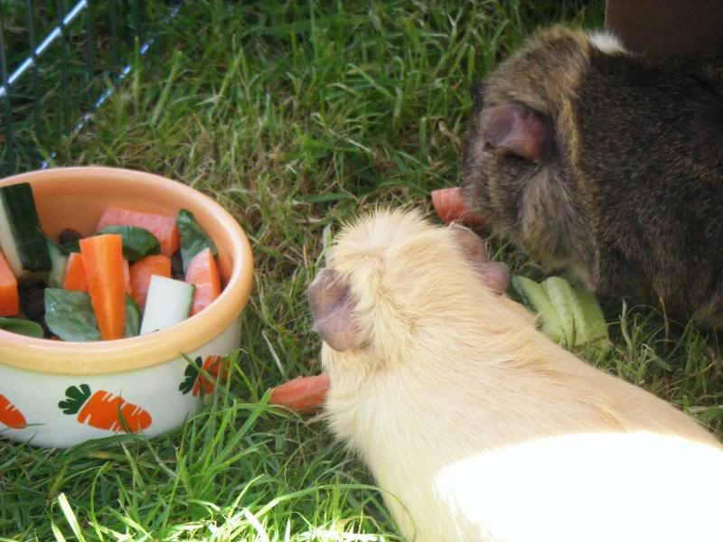 piggiesrun078.jpg