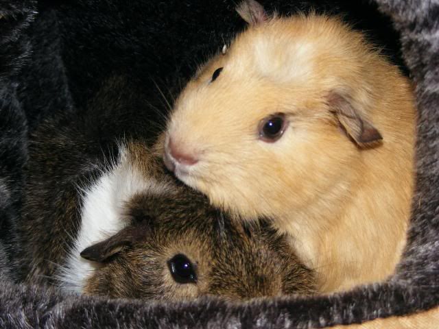wilfandarchie018.jpg