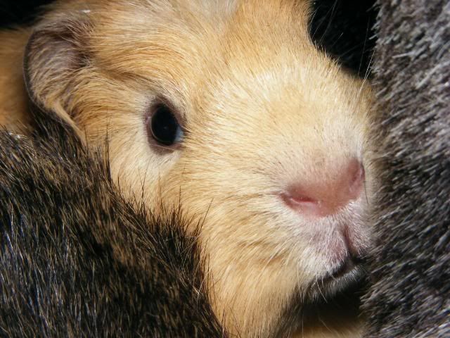 wilfandarchie029.jpg