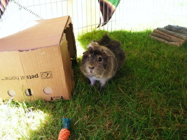 peegs001.jpg