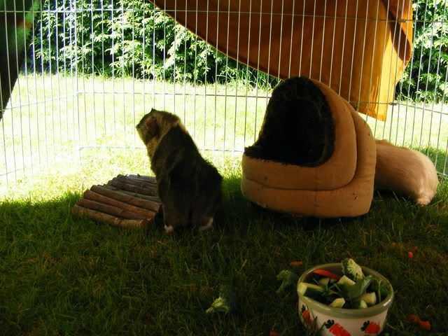 peegs002.jpg