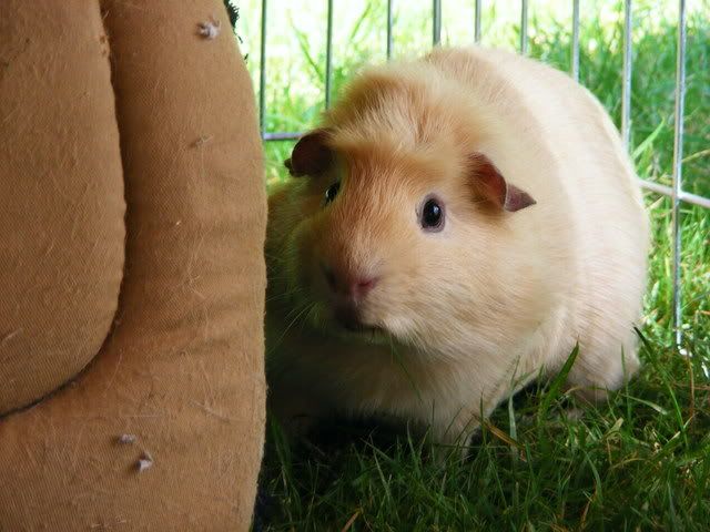 peegs003.jpg