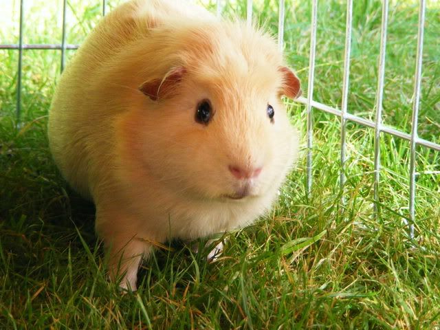 peegs007.jpg