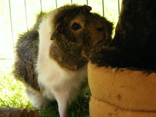 peegs008.jpg