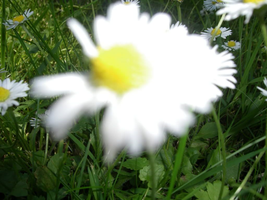 https://i171.photobucket.com/albums/u308/vergissmeinnicht_mc/IMGP0986.jpg