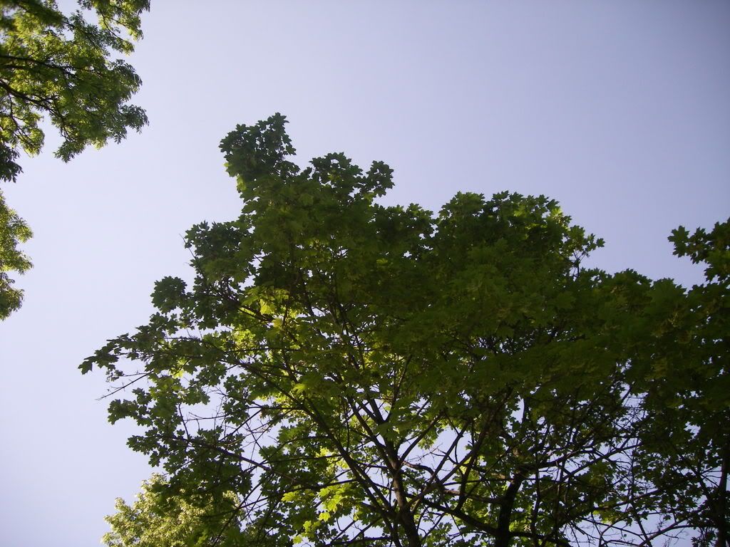 https://i171.photobucket.com/albums/u308/vergissmeinnicht_mc/IMGP0987.jpg